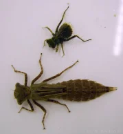 DragonFlies small.jpg