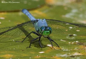 Dragonfly Big.jpg