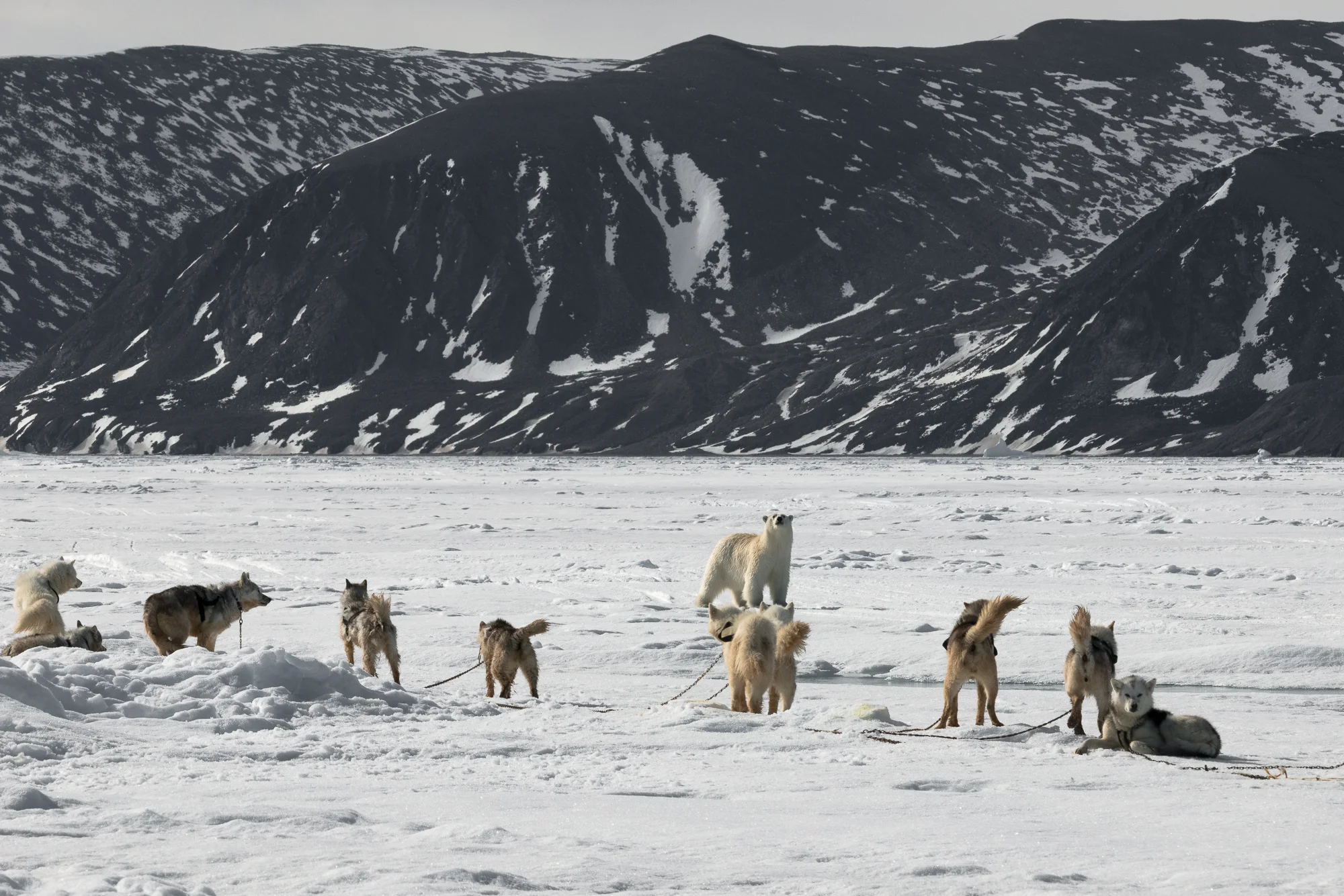 Sharing the Sea Ice