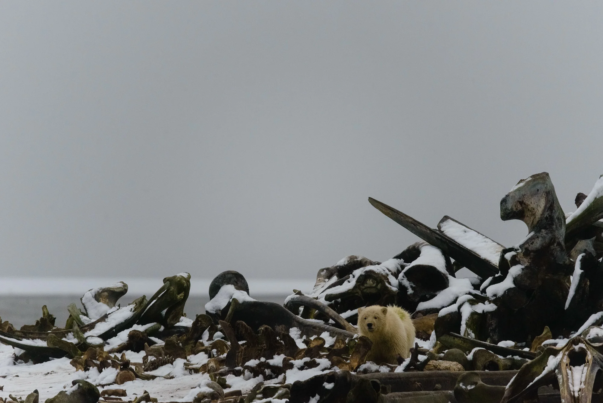 Kaktovik Bears-13.jpg