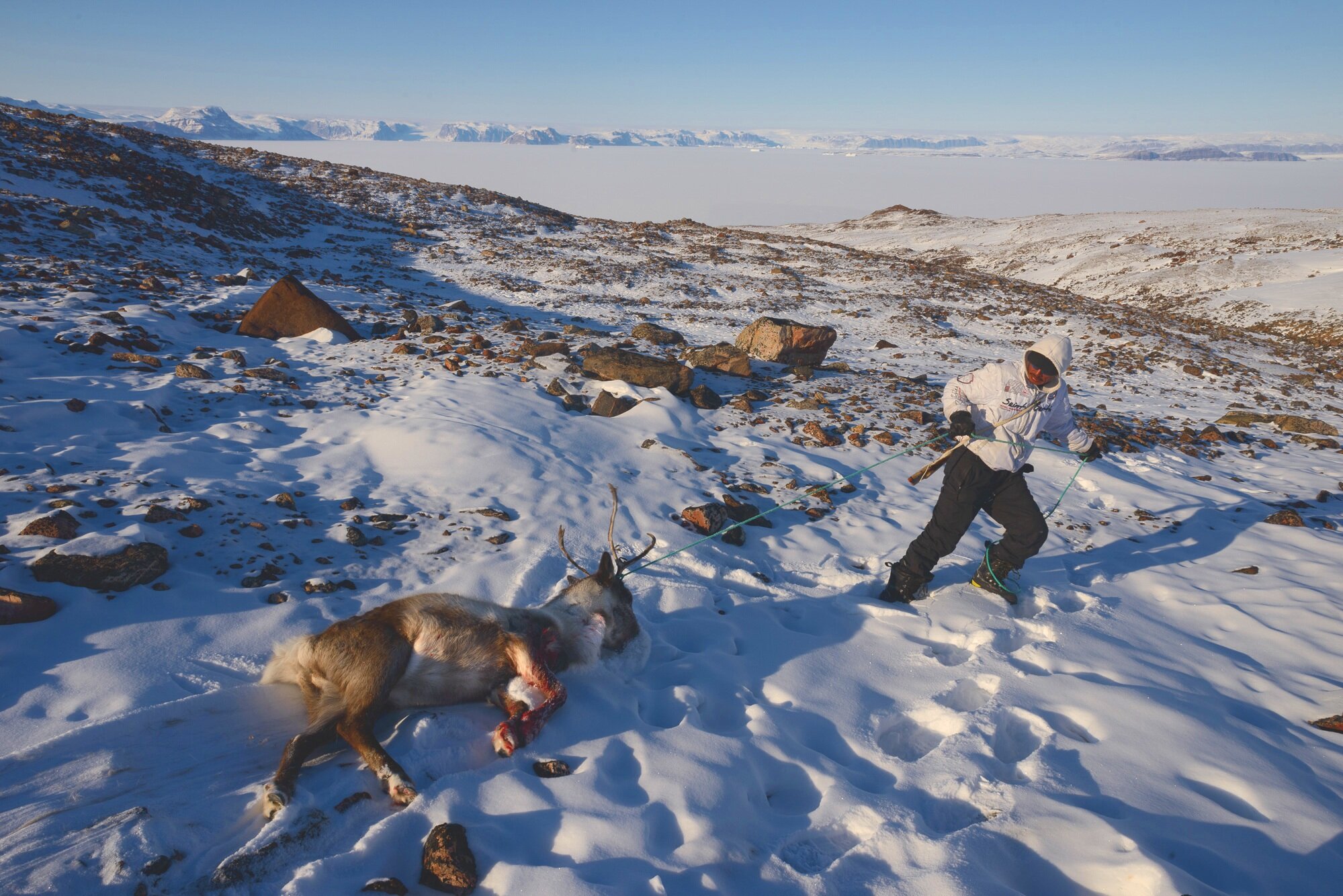 Qalaseq Pulling a Caribou Out of The Mountains Above Inglefield Fjord
