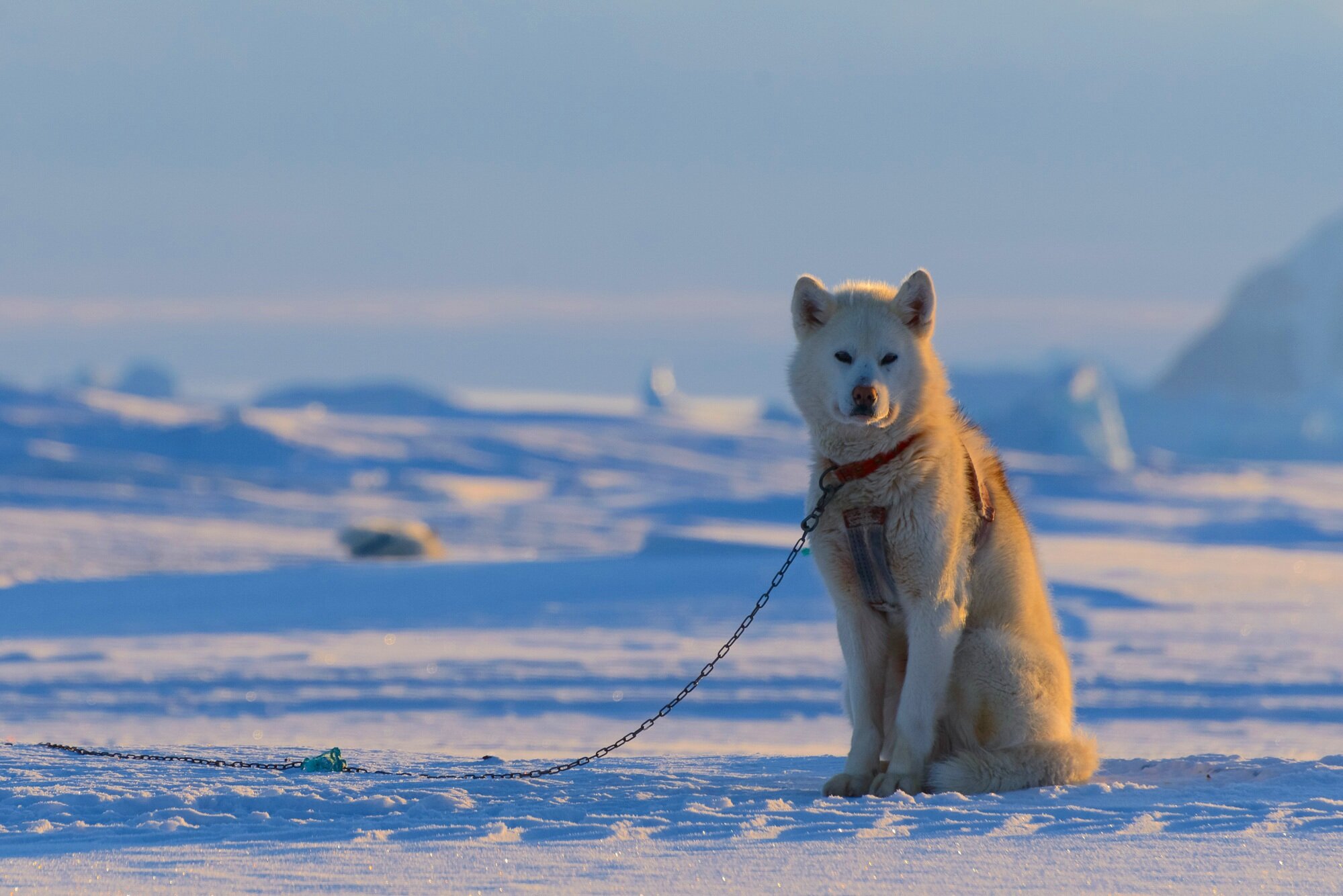 Greenland Sled Dog