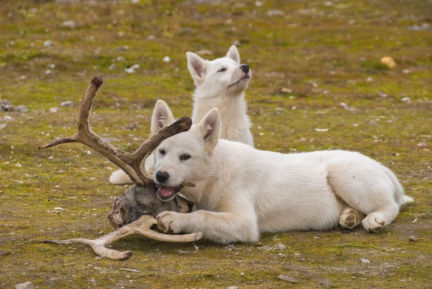 Siblings and Future Sled Dogs