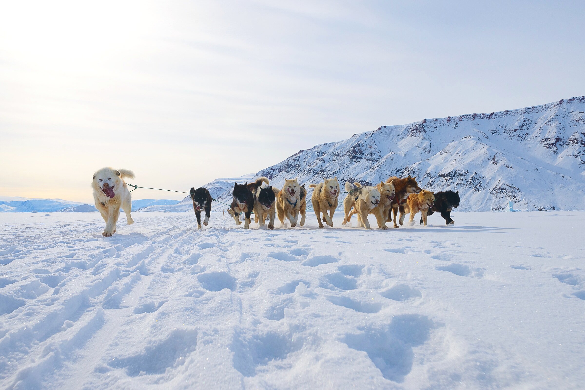 Twelve Dogs Running