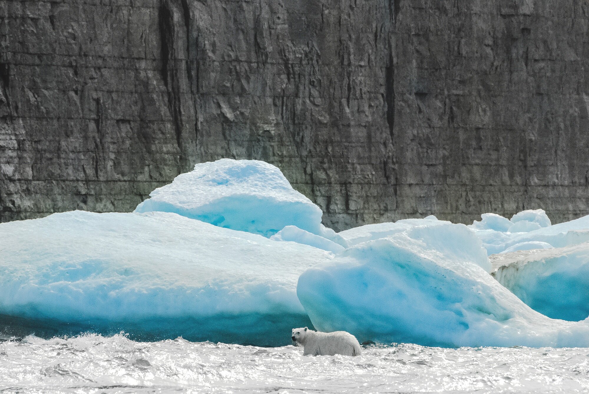 Polar Bear Among The Ice Floes