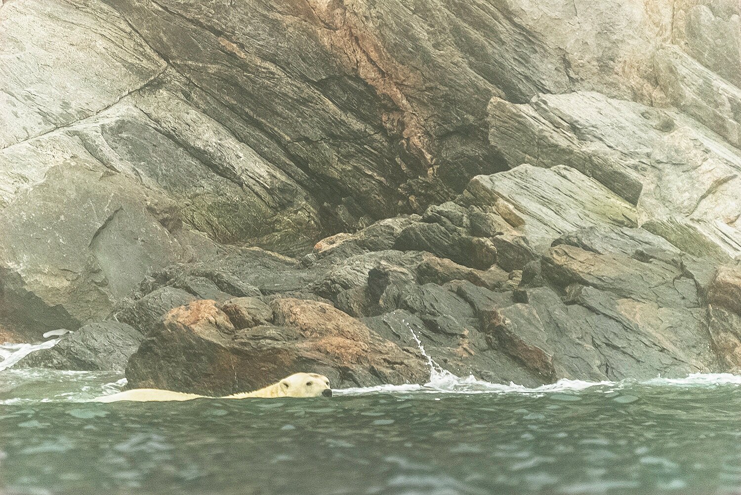 Ursus Maritimus