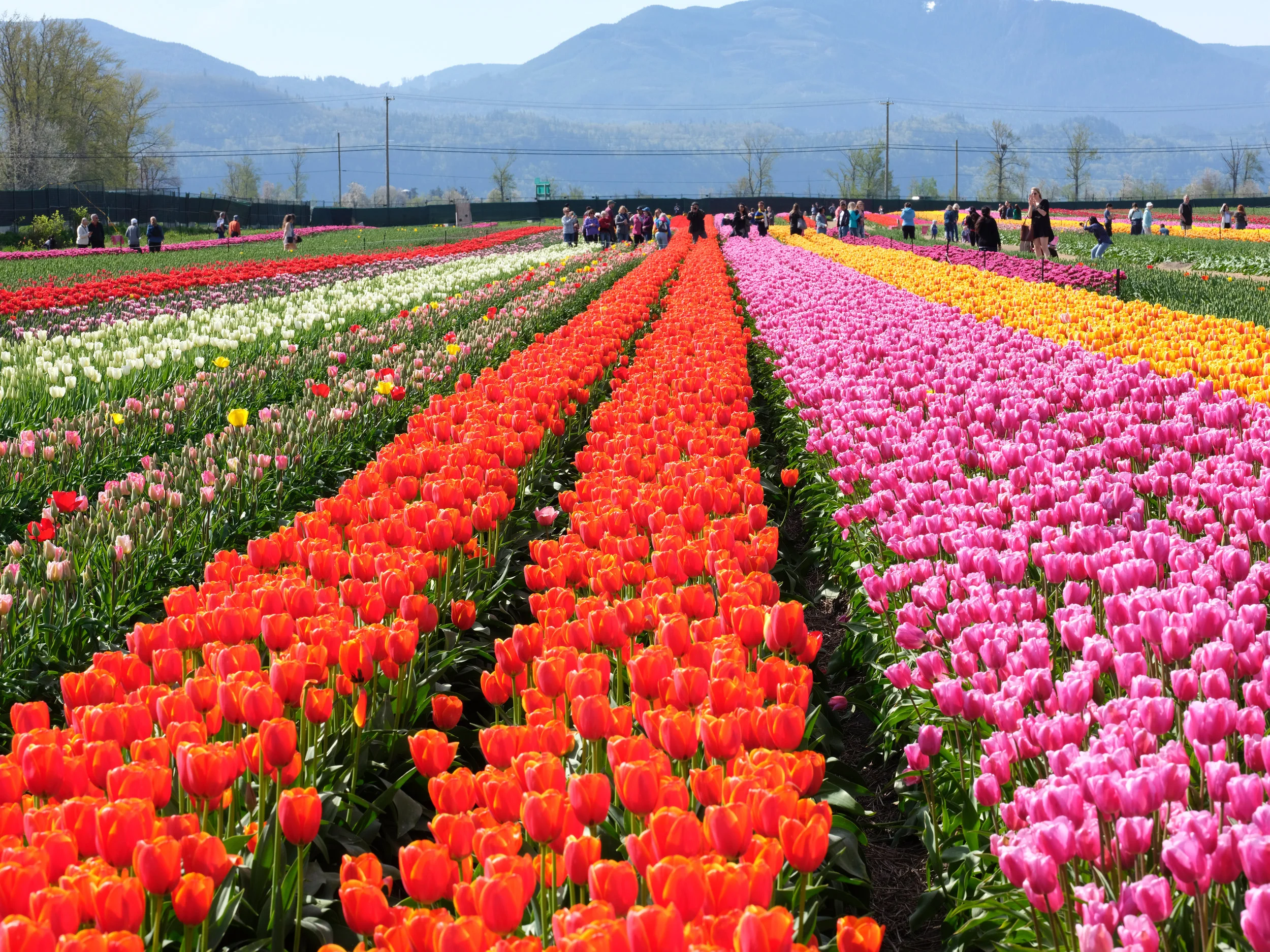 21037_201804_KazutoshiYoshimura_Tulip FestivalFlowersSpring.jpg
