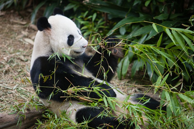 Singapore_Zoo_375.jpg