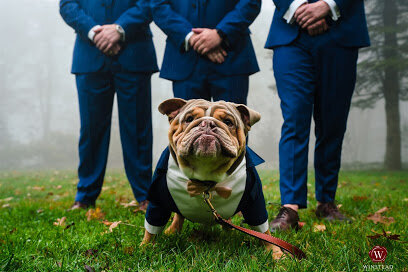 wedding dog.jpg