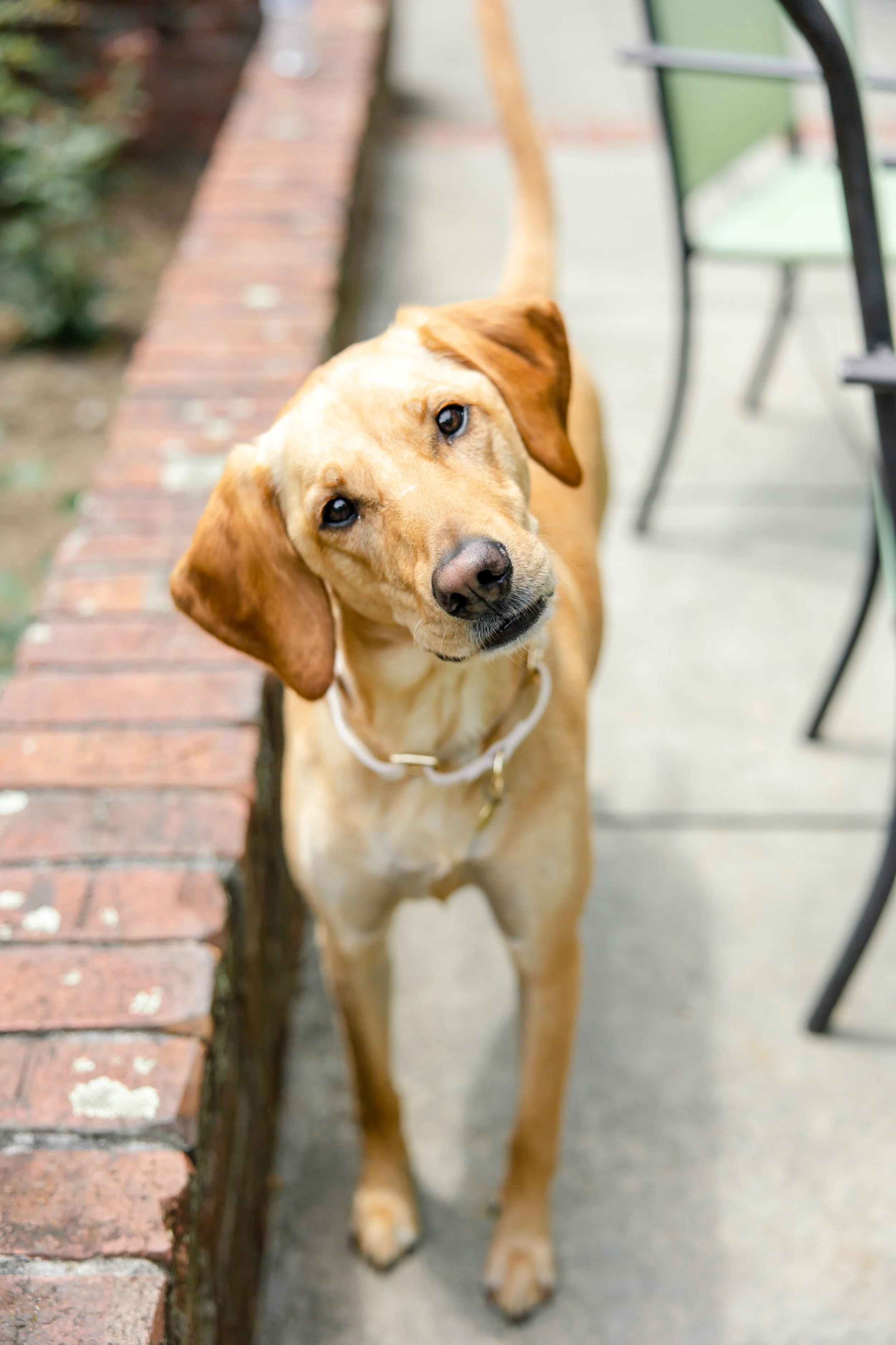 Dog wearing a collar posing for a wedding day portrait on a brick patio.