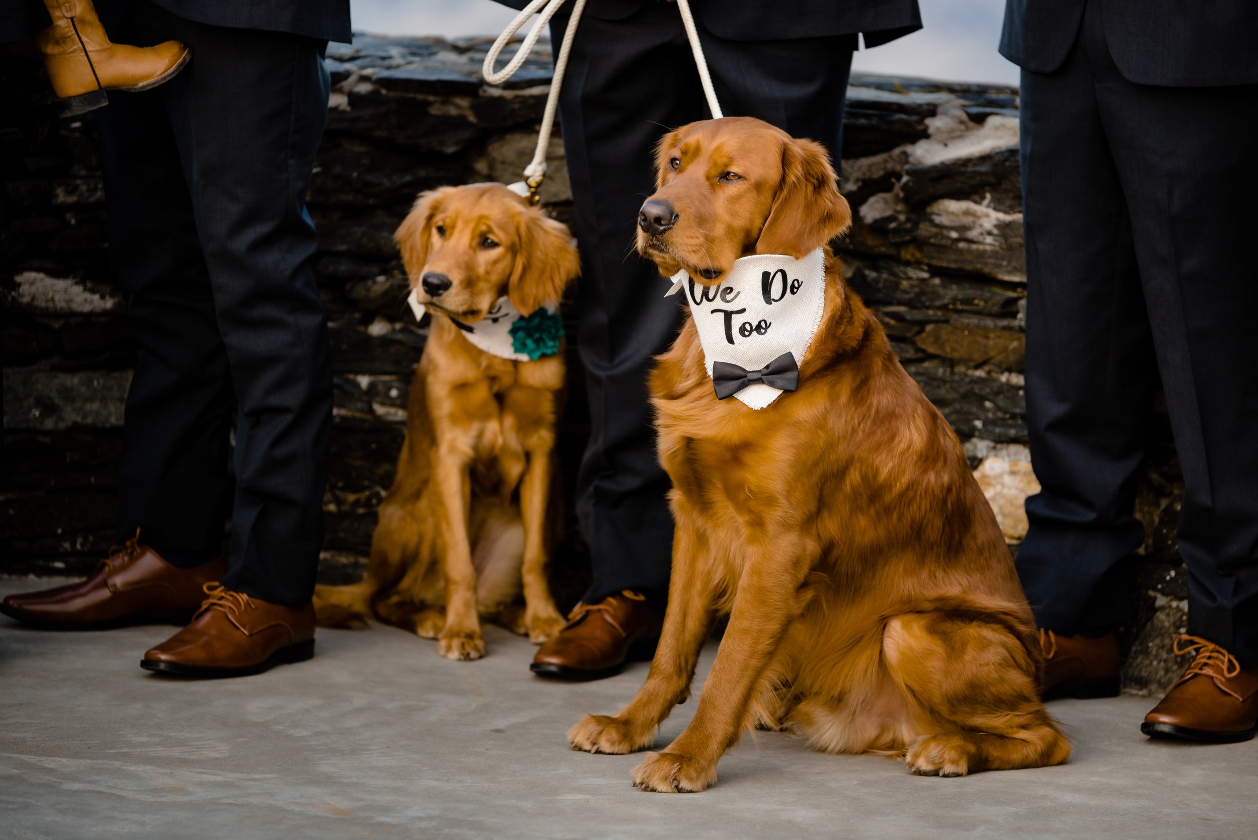 Two golden retrievers at a wedding, one wearing a “We Do Too” bandana, sitting beside groomsmen.