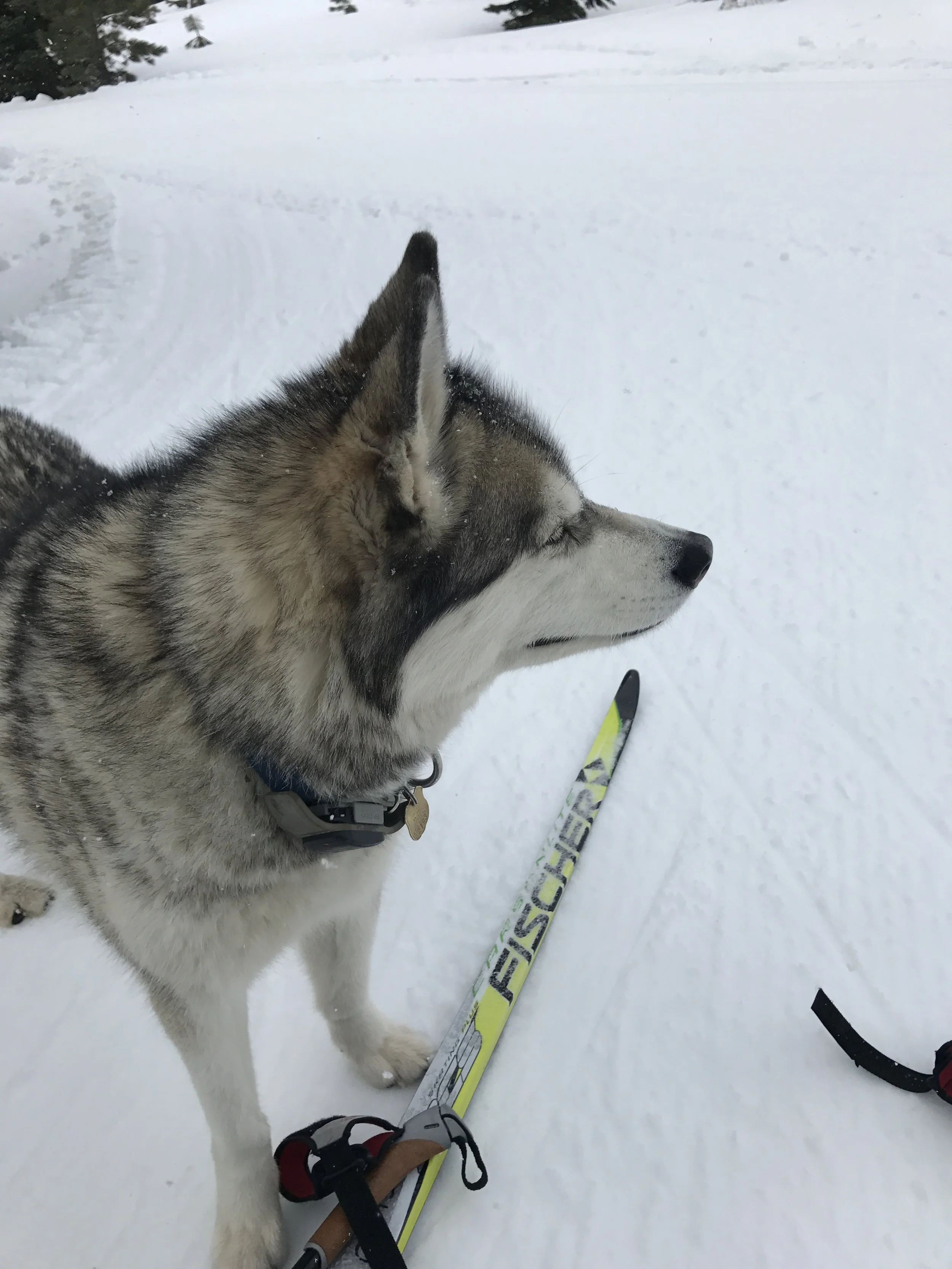 Luna enjoyed ski season too!