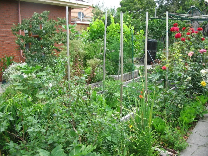 Permaculture produces lush and diverse vegetation, not neat little rows of crops.