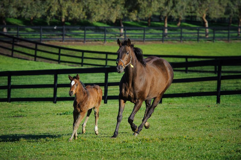 Kentucky-Horse-Farm-Tours-3.jpg