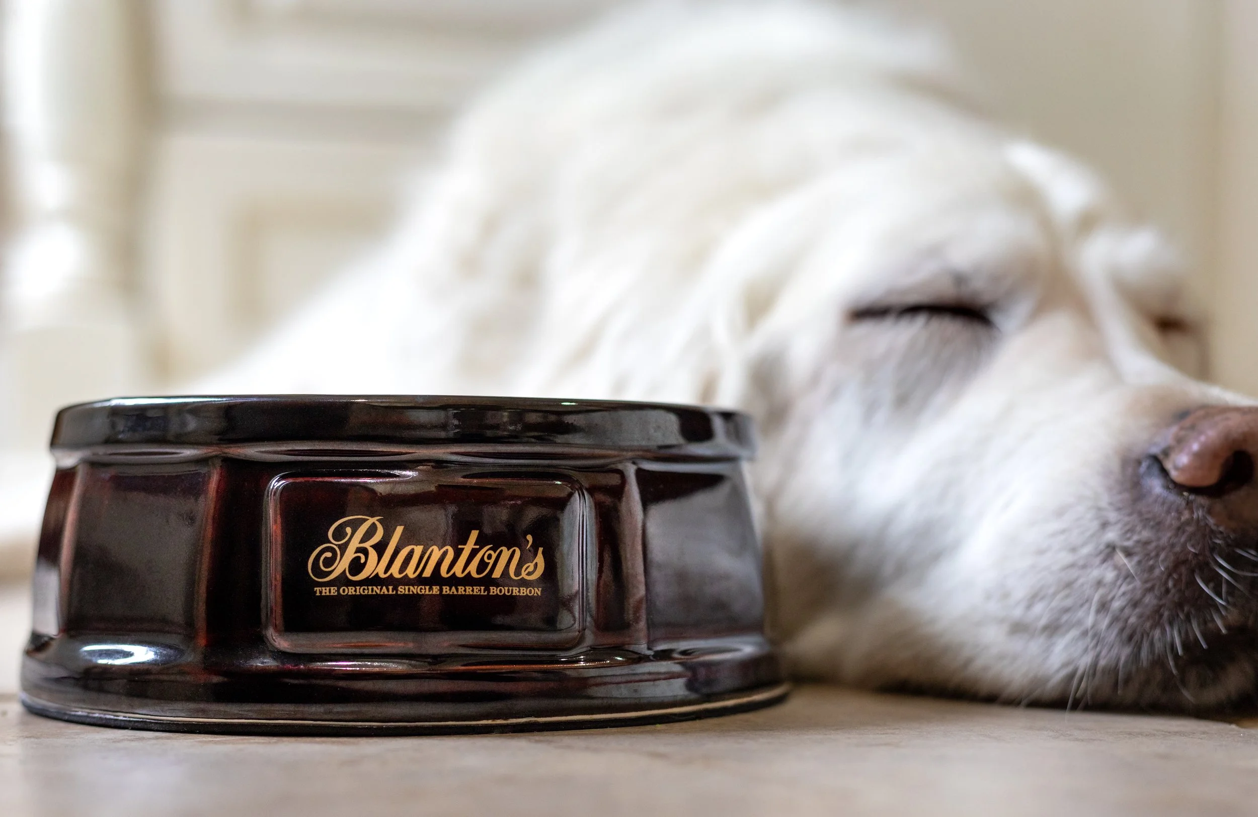 Bowl with Dog _ Horiz.jpg