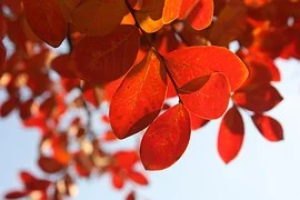 red autumn leaves.jpg