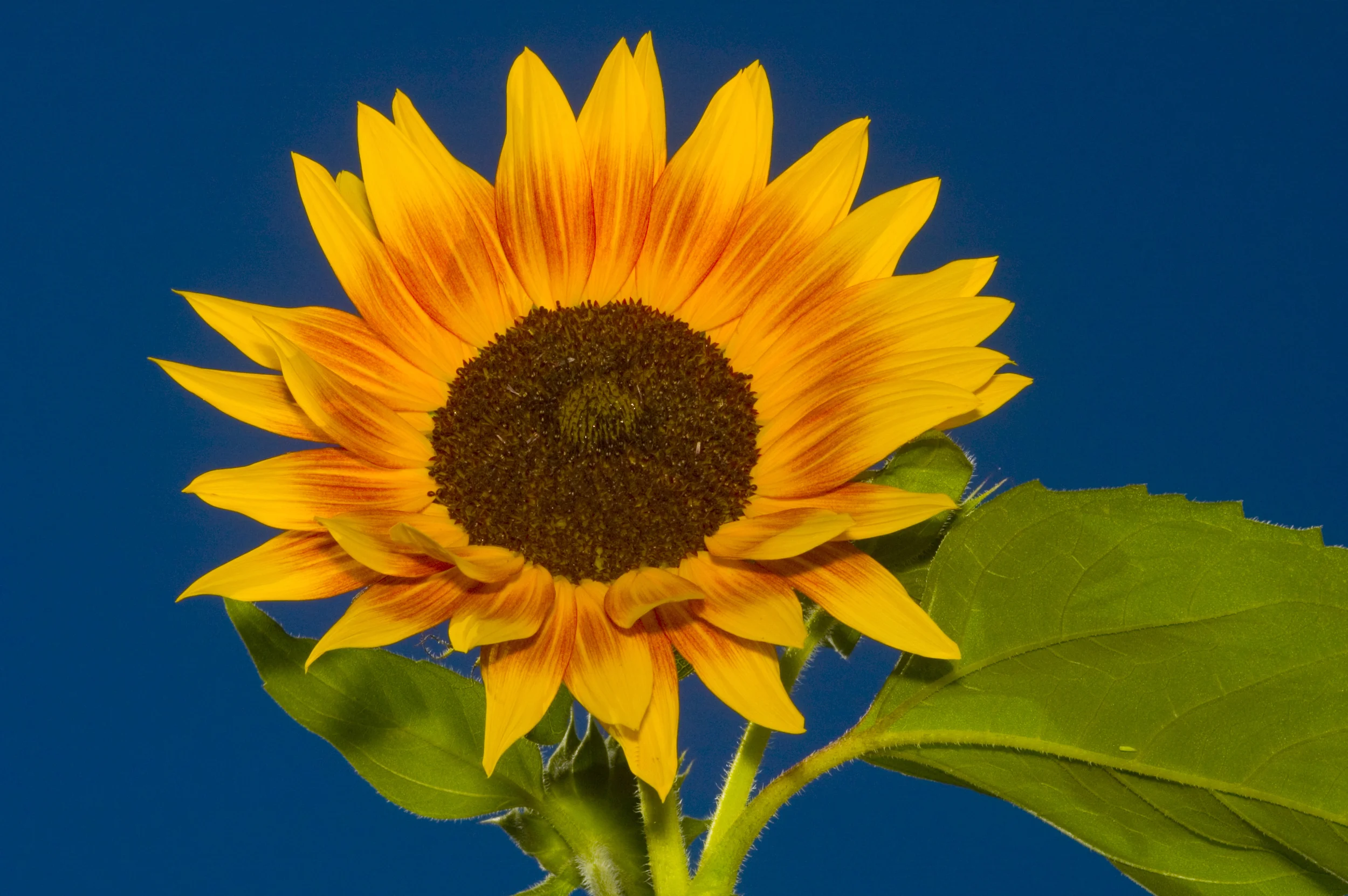 IVYD_sun1688.jpg