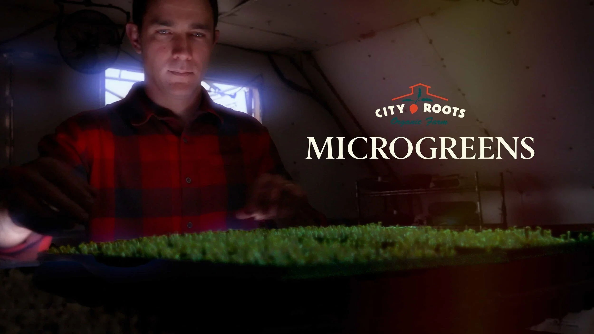 City Roots: Microgreens