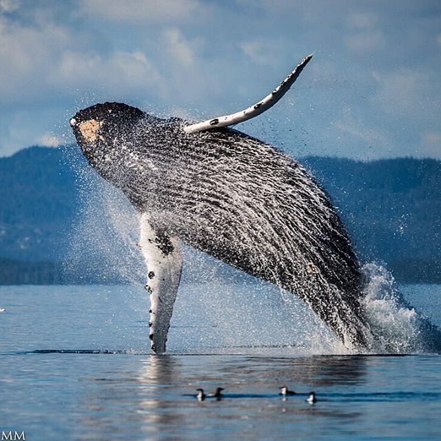 Always impressive, seldom captured. Breaching humpbacks in the #broughtons. Lucky we had @williamdrumm and @catherinecapon on board to capture this moment @nimmobayresort