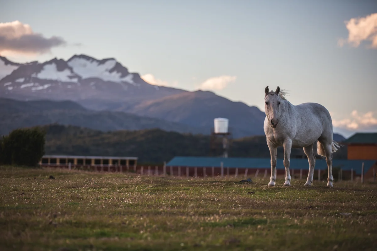 02February2015.Chile..Patagonia.NickDiamondPhotography.GearUpAdventures.Patagonia.Torre.del.Paine-9307.jpg
