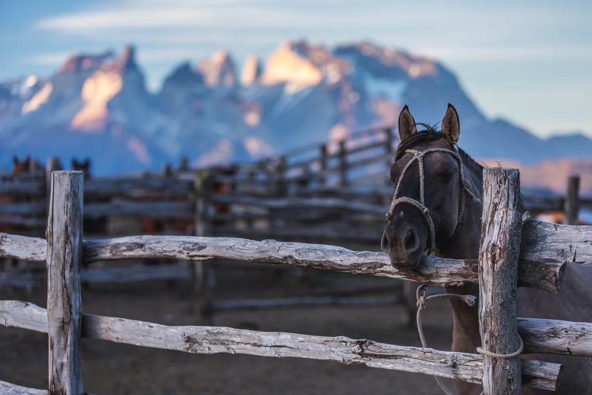 02February2015.Chile..Patagonia.NickDiamondPhotography.GearUpAdventures.Patagonia.Torre.del.Paine-9340.jpg