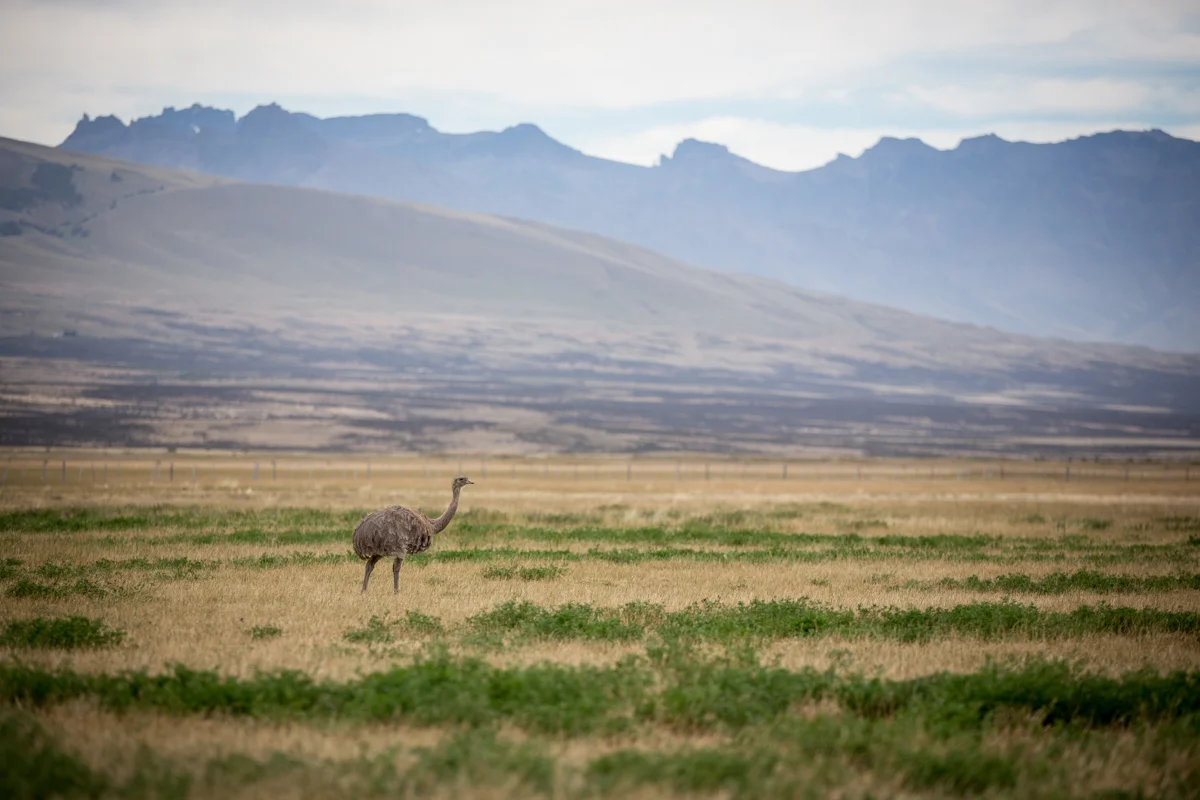 04February2015.24January2015.Chile..Patagonia.NickDiamondPhotography.GearUpAdventures.Patagonia.TorresdelPaine.9591.jpg