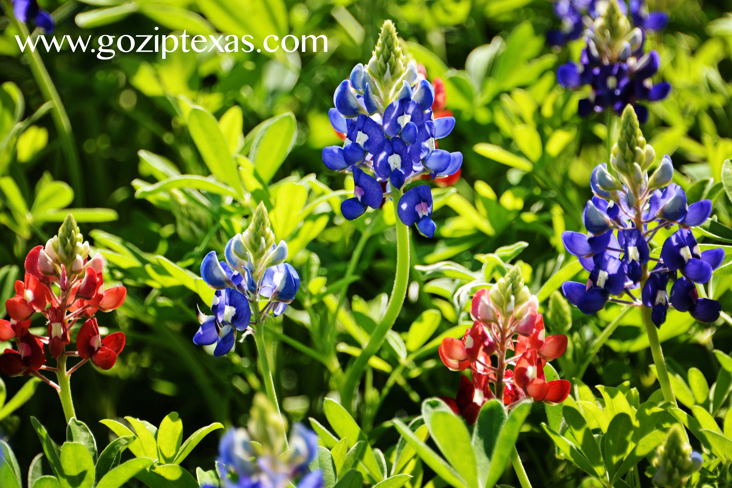 hot pink/red bluebonnets at New York Texas Zipline Adventures