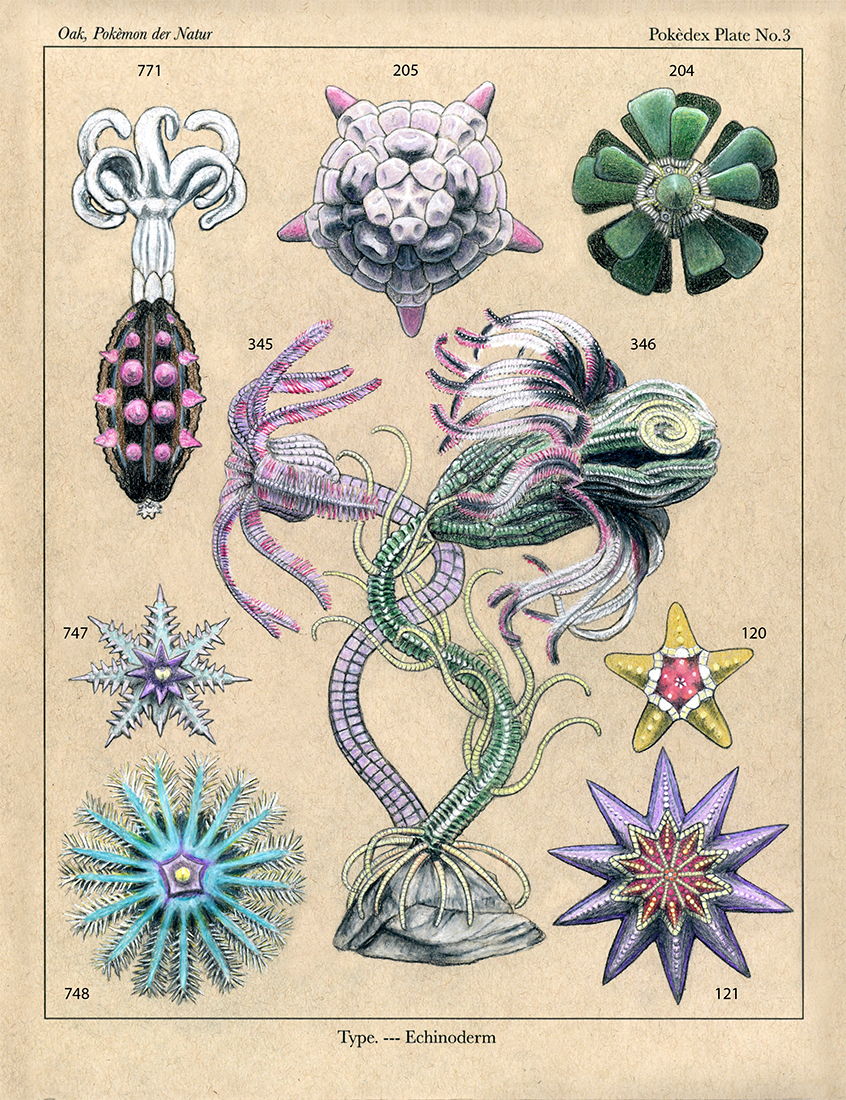 echinoderm_final_numbered_small.jpg