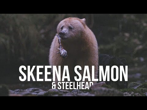 Skeena Salmon & Steelhead | A Fishing Film for the Future of Fish by Captain Quinn