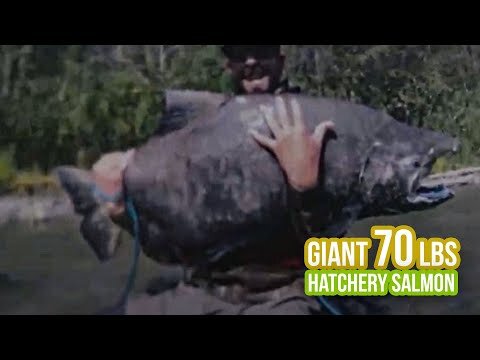 Salmon Hatcheries in Salmon Management and Sports Fishing