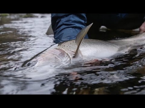 TRICKLE | Skeena River Watershed Film | Fishing Kayaking Climbing Kiteboarding Skiing