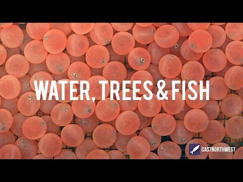 Incredible Wild Steelhead and Where They Live | Cast Northwest | Episode 2