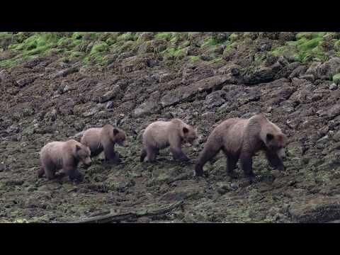Prince Rupert Tourism - Wildlife Viewing