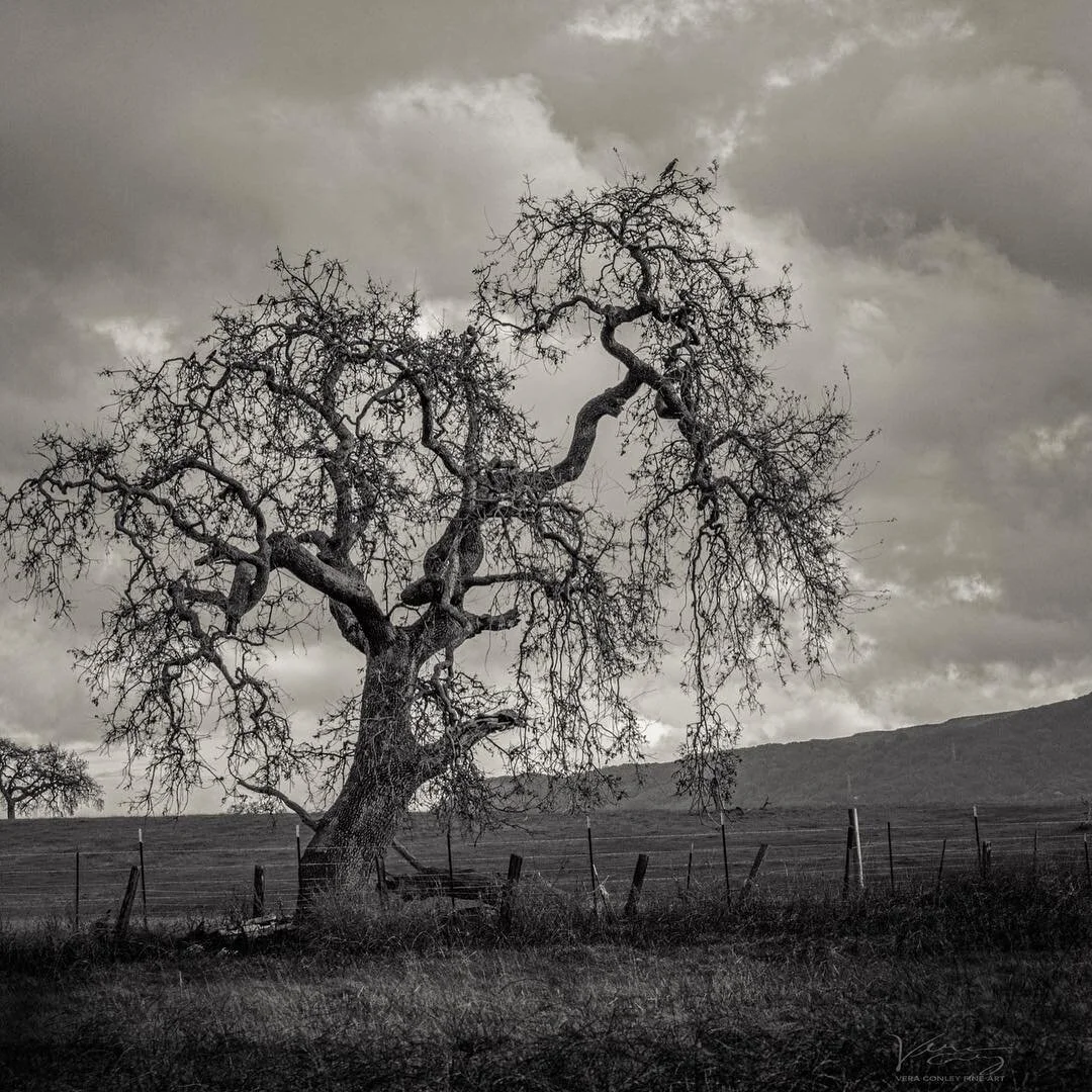 Resilient.
I have a confession. I love trees. In fact, it might be an obsession. I&rsquo;m just endlessly drawn to them &mdash; their shape and stature. For me, trees are the holders of Time, keepers of secrets, witnesses to history. They are survivo