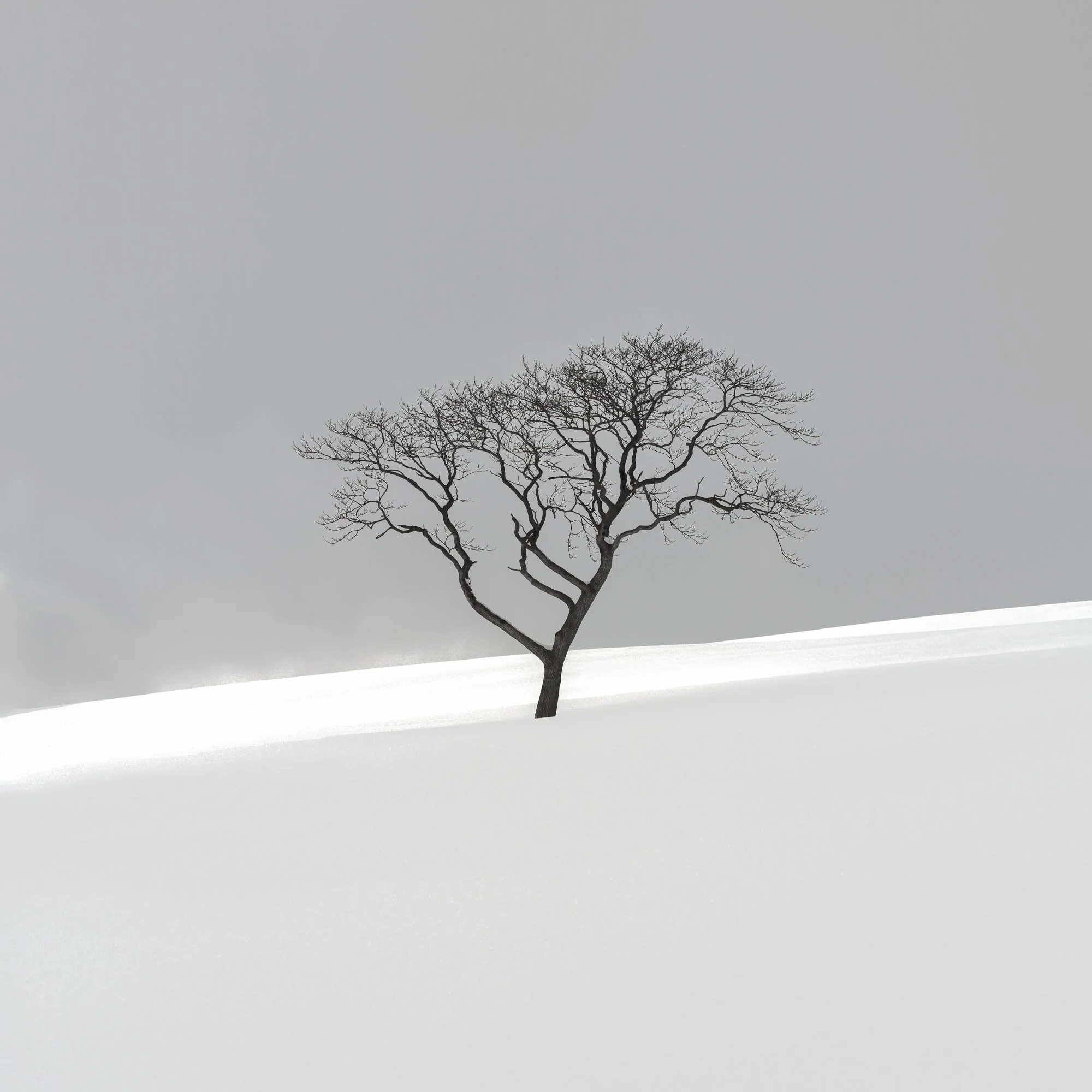 Solitude-©Vera Conley.jpg