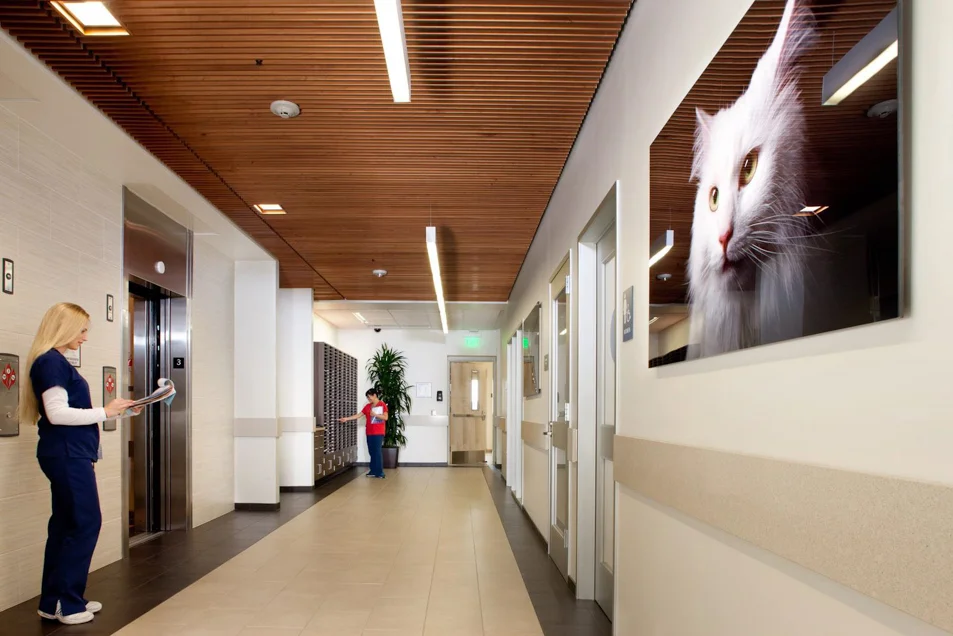 VCA West Los Angeles Animal Hospital — Integrated Lighting and
