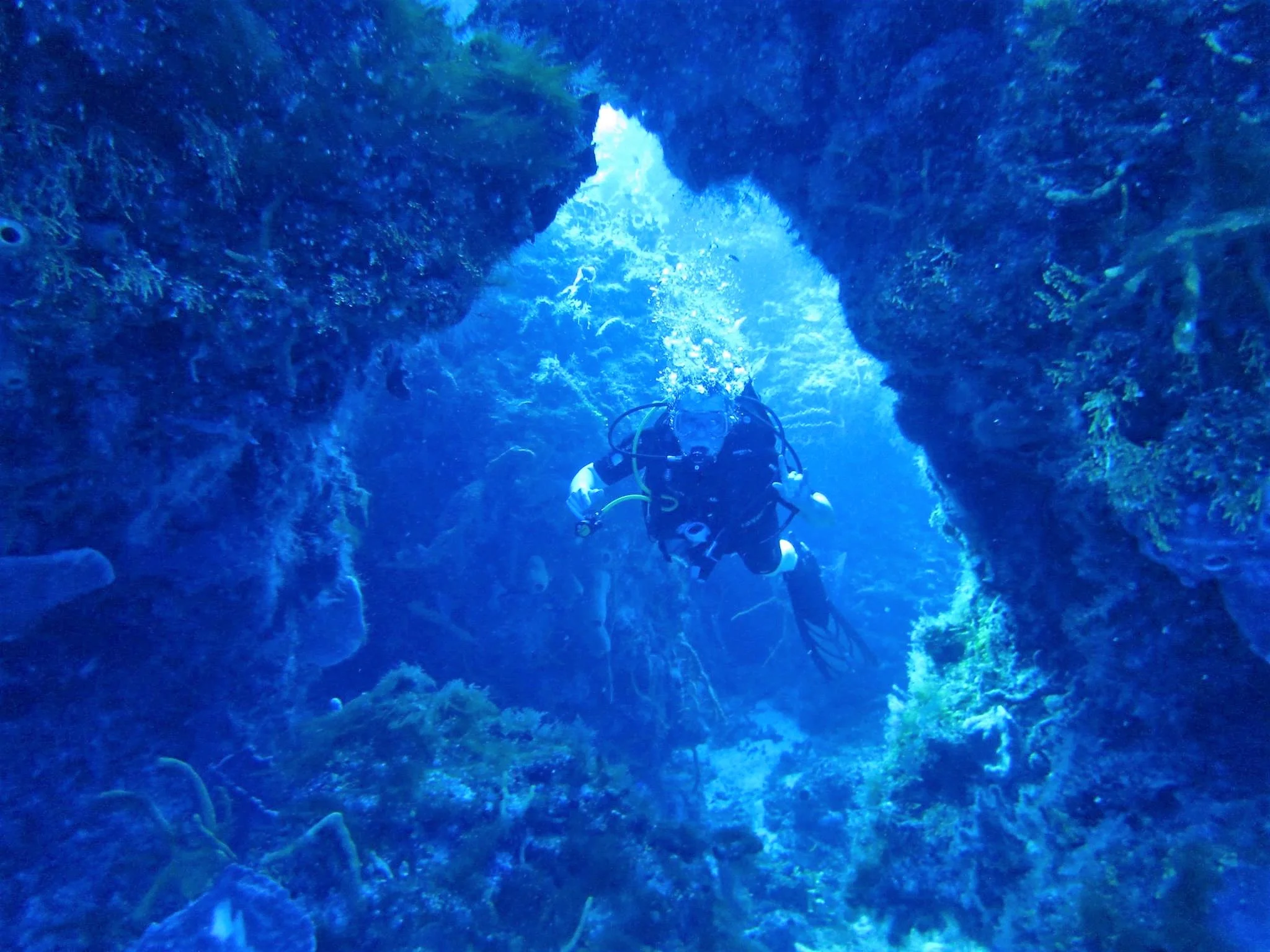 gpfile_diver3.jpg