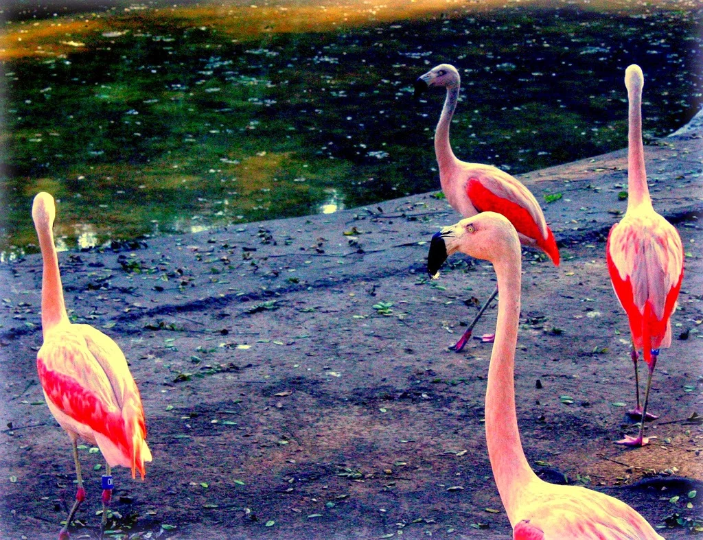 Flamingos فلامینگو-edited.jpg
