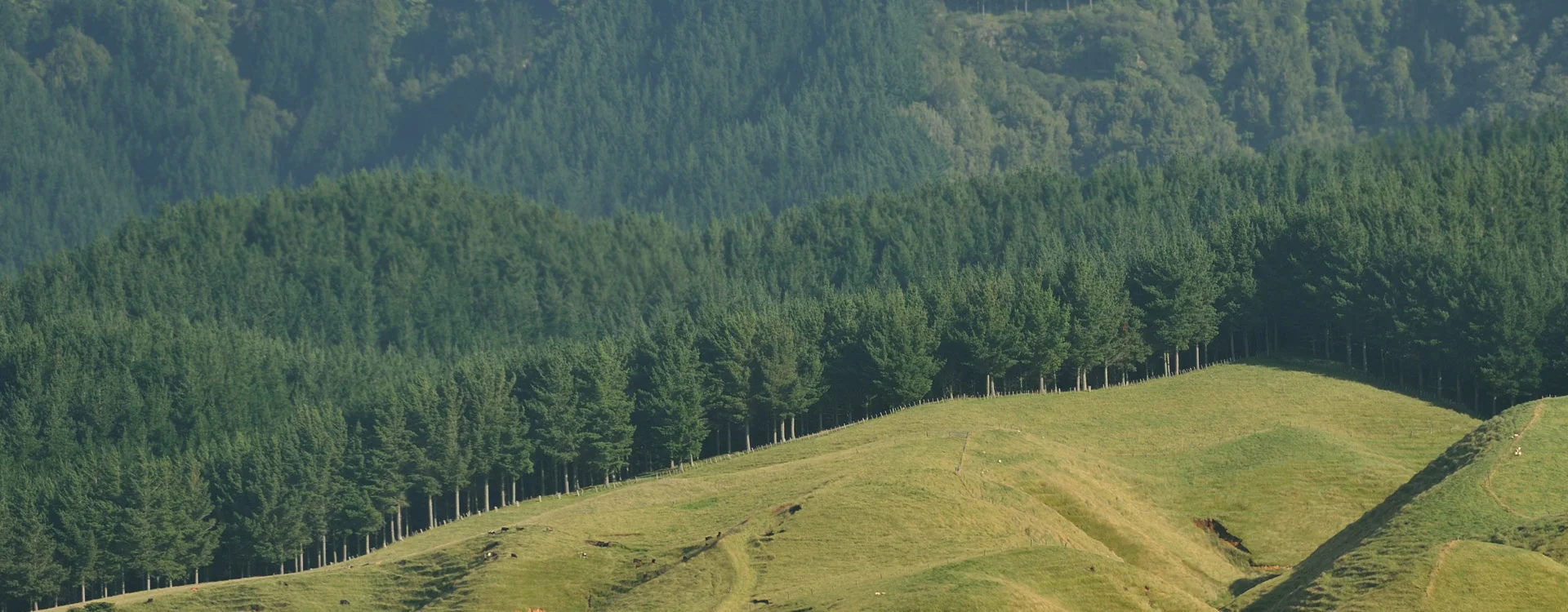 La forêt, un placement durable