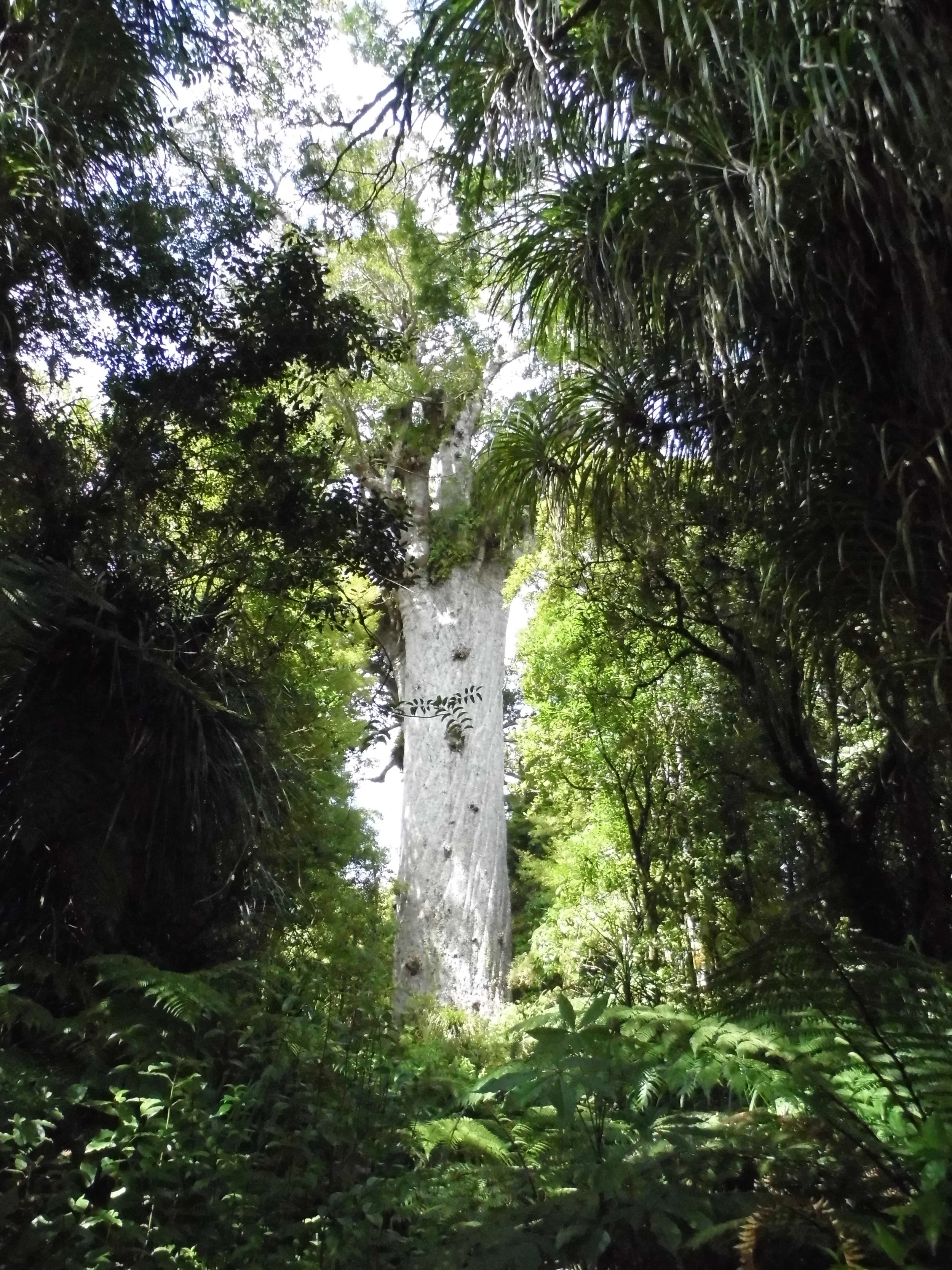 Kauri
