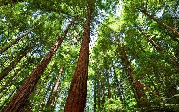 nzforest.jpg