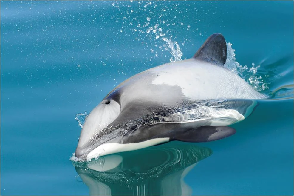 Mauidolphin.jpg