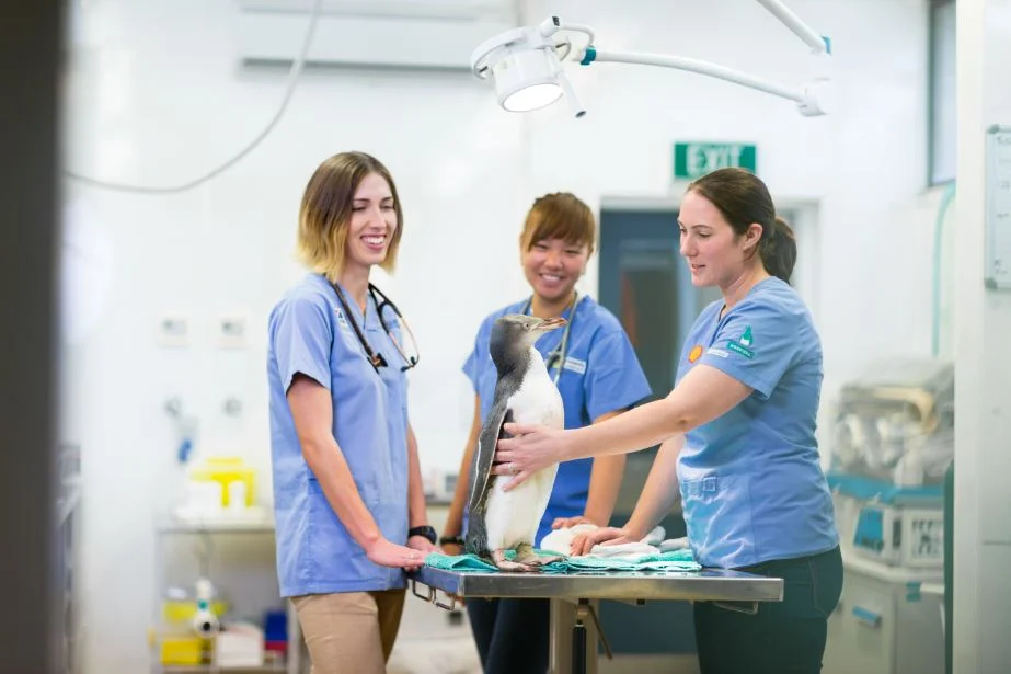 Des études à Unitec 