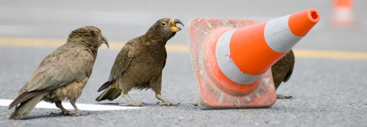 kea-rd-cones-1200.jpg