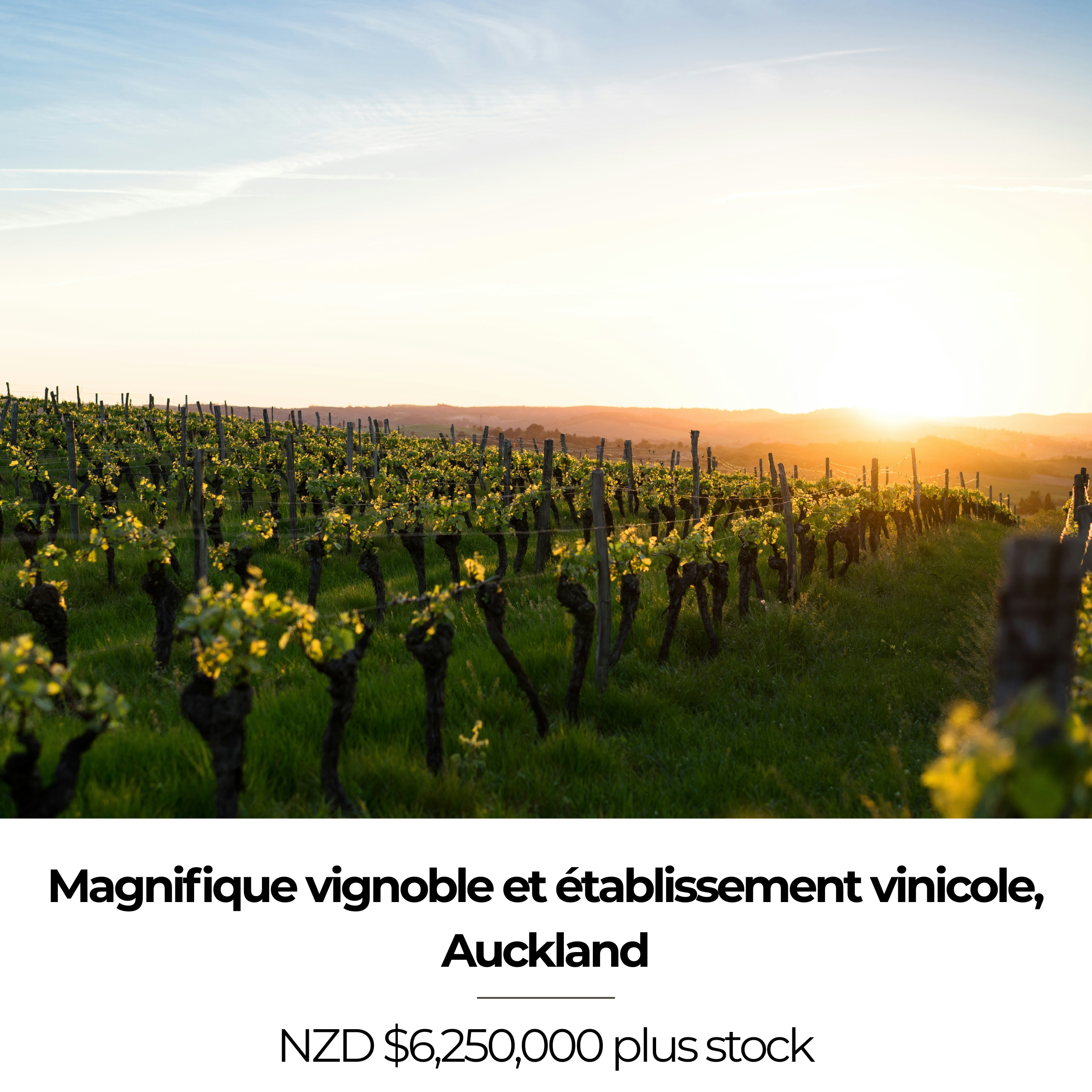 Magnifique vignoble et établissement vinicole