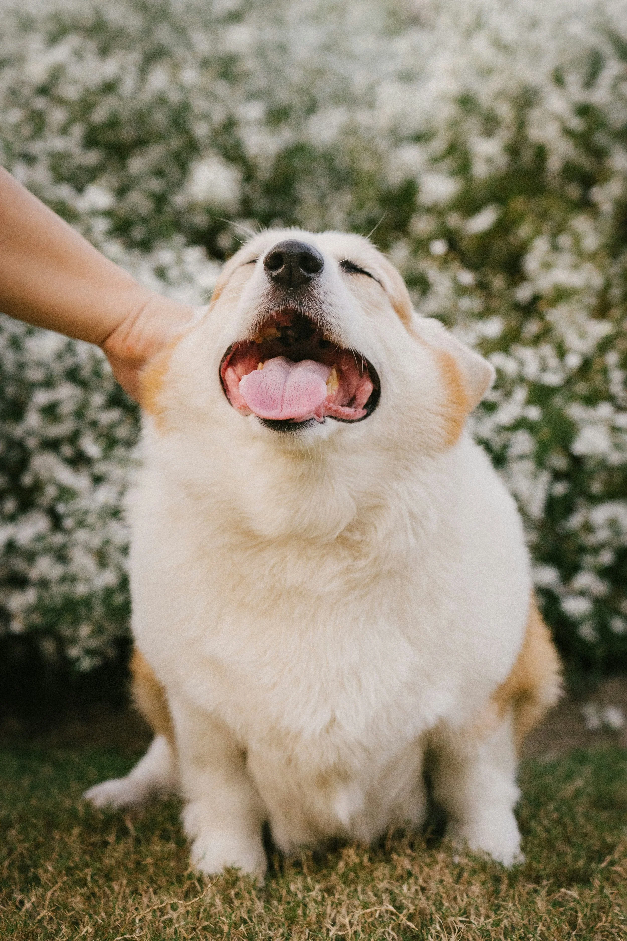 Aménager avec votre animal de compagnie
