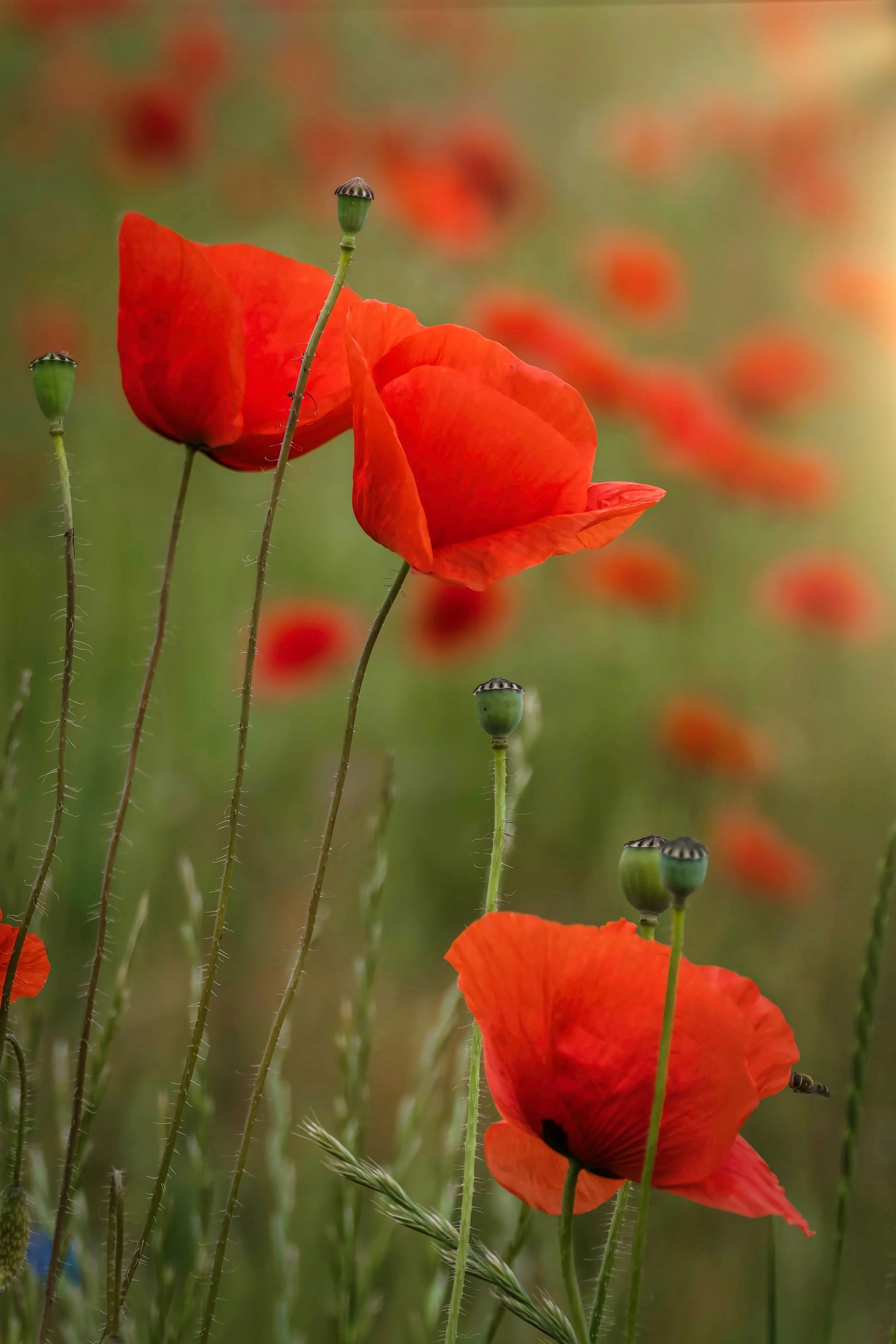 ANZAC Day