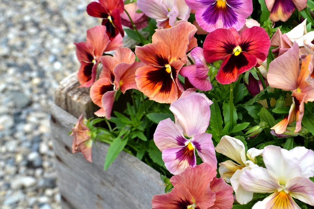 in the spirit of spring