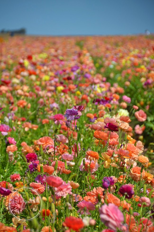 Carlsbad Flower Ranch