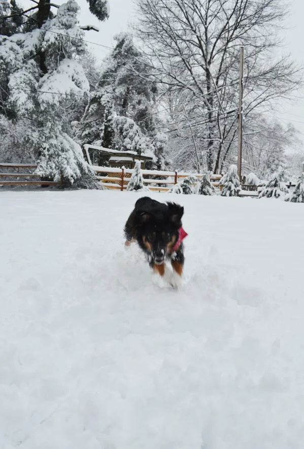 snow and ice and scout